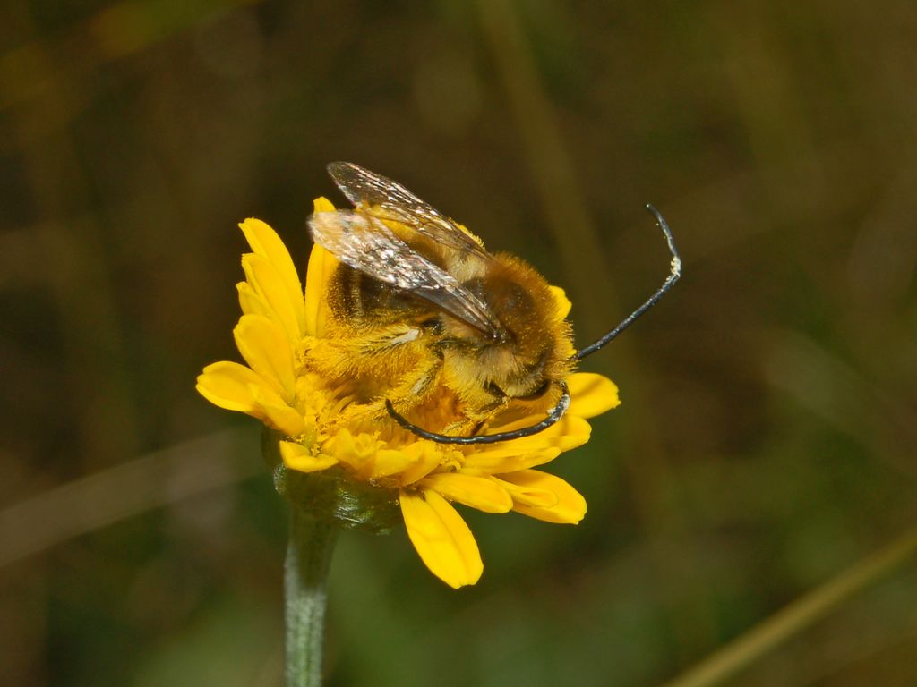 maschio di Eucera con delle grandi antenne